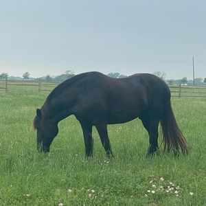 Meet your Posher, Ninfa